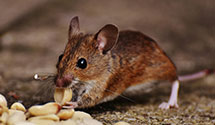 24 Hour & Emergency Exterminators in Mc Grath, AK